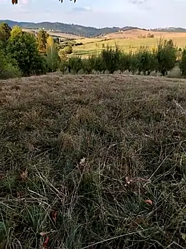 Nishu12356g online show from 09-08-25, 04:06