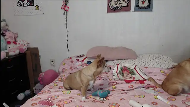 Cupcakecutie449 online show from 03-26-26, 03:38