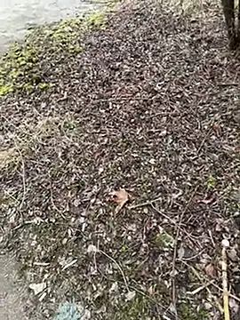 Aronn4 online show from 01-21-25, 09:57