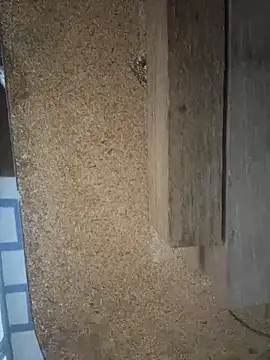 Followthepiper online show from 03-29-26, 07:43