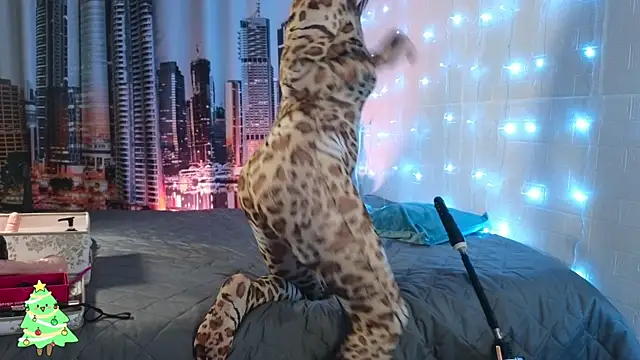 DashaHart online show from 12-13-25, 08:04