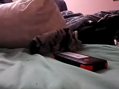 Blkstylion online show from 12-05-25, 02:48