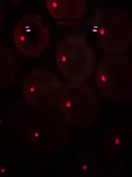 Snapshot of Gin4Cole chatting on 01-30-25, 03:00 Gin4Cole online show from 01-30-25, 03:00