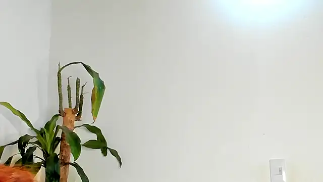 Bellacrox online show from 03-17-26, 12:02