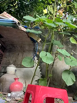   Saphia   online show from 11-27-25, 12:33