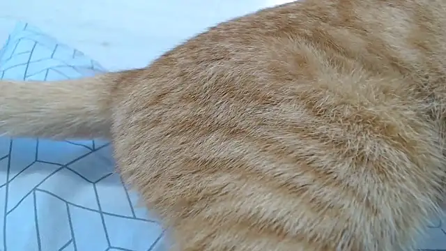 CRISTIINA37 online show from 11-06-25, 11:58