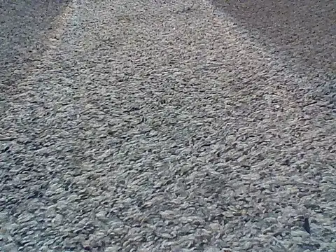 LongDickLance online show from 02-24-26, 02:01