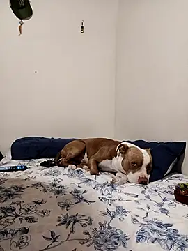 sebasxx97 online show from 11-01-25, 01:34