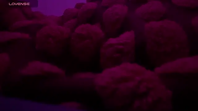 bukkakebae1 online show from 11-15-25, 12:36