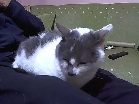 zormen355 online show from 04-04-26, 07:42