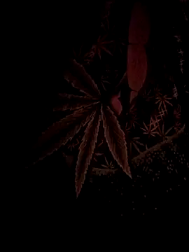 ySqmbVanbe online show from 02-17-26, 04:43