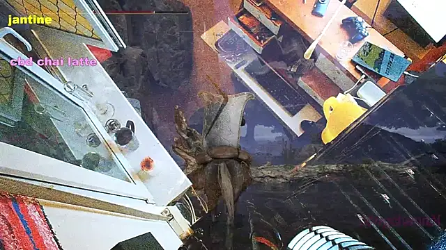 Snapshot of BongChannel chatting on 03-09-25, 03:54 BongChannel online show from 03-09-25, 03:54