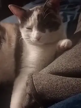 AmazonianMistress online show from 02-14-25, 02:33