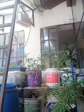 Snapshot of ConeNella chatting on 12-26-24, 04:25 ConeNella online show from 12-26-24, 04:25