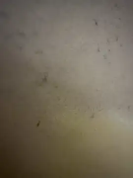 Gladiator 3 online show from 02-14-26, 11:10