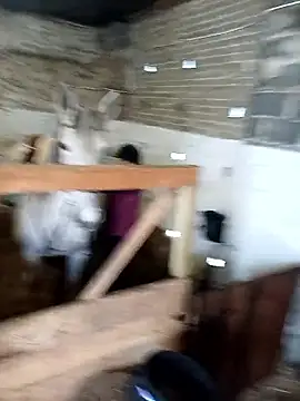 Tortuga95PL online show from 02-05-26, 09:16