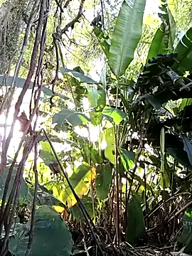 tuwegon online show from 06-17-26, 09:36