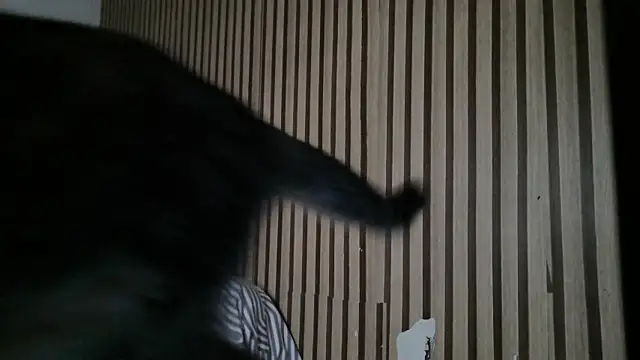 Dedel199 online show from 12-23-25, 11:09