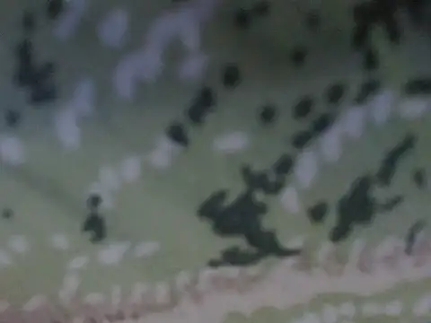 silky milky online show from 10-31-25, 08:16