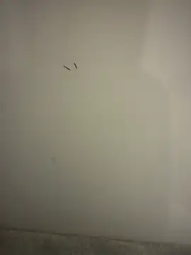 orient zob online show from 02-10-26, 09:03