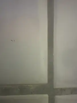 orient zob online show from 02-25-26, 04:18