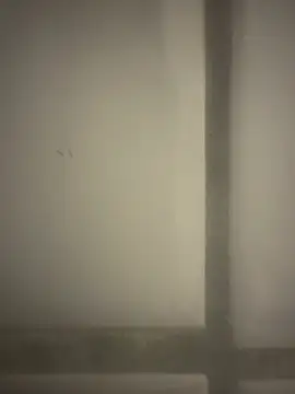 orient zob online show from 02-19-26, 12:40