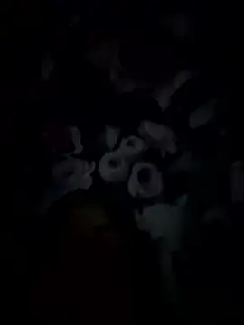 palorid online show from 01-14-26, 09:29