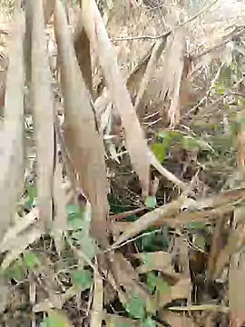 Young couple143 online show from 02-27-25, 05:51