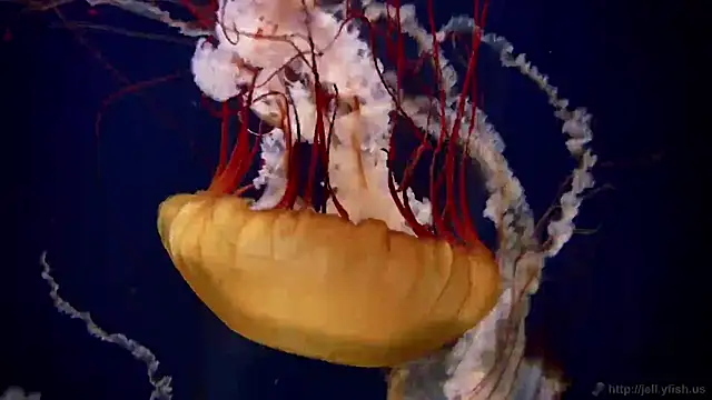 streamy test11 online show from 12-17-25, 04:45