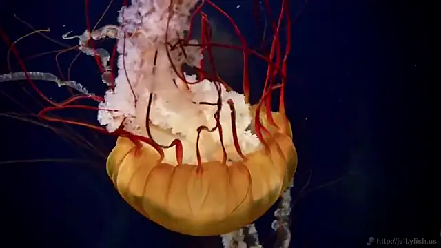 streamy test11 online show from 02-24-26, 01:23