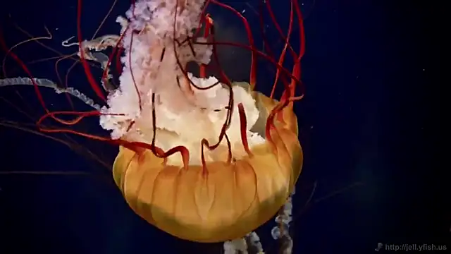 streamy test11 online show from 10-16-25, 02:14