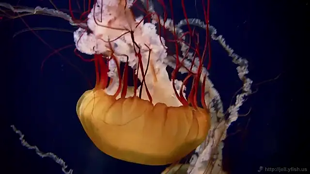 streamy test11 online show from 02-04-26, 03:18