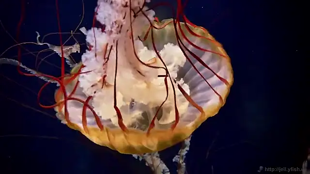 streamy test11 online show from 11-11-25, 04:35