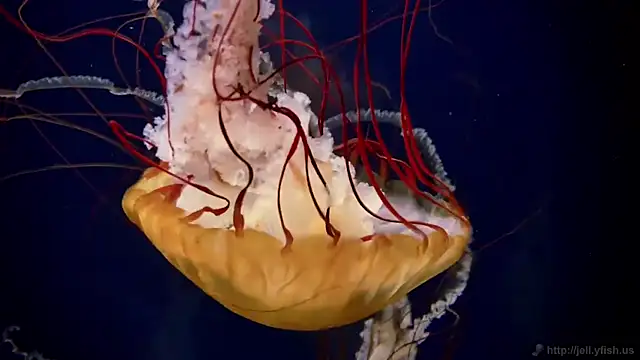 streamy test11 online show from 12-18-25, 12:20