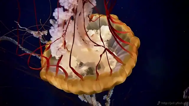 streamy test11 online show from 03-14-25, 08:10