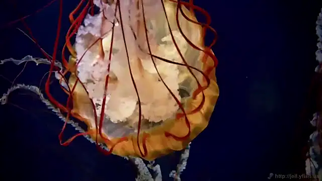 streamy test11 online show from 09-23-25, 08:21