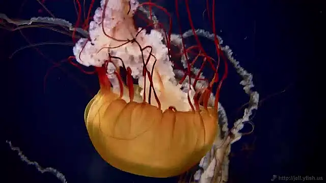 streamy test11 online show from 12-06-24, 08:10