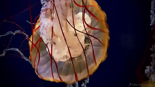 streamy test11 online show from 01-30-25, 02:15