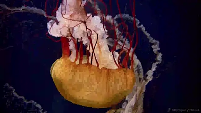Snapshot of streamy_test11 chatting on 04-23-26, 03:24 streamy test11 online show from 04-23-26, 03:24