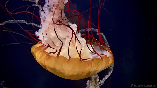 streamy test11 online show from 12-02-24, 08:36