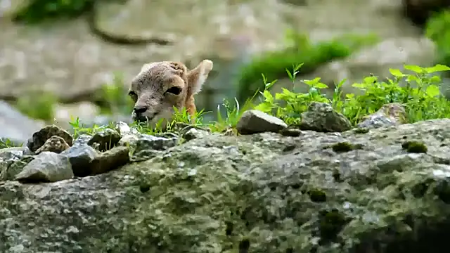 streamy test11 online show from 02-11-25, 03:51