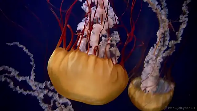 streamy test11 online show from 09-24-25, 07:59