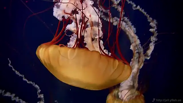 streamy test11 online show from 11-10-25, 05:29