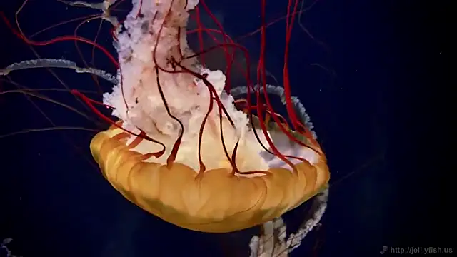 streamy test11 online show from 11-28-25, 08:36