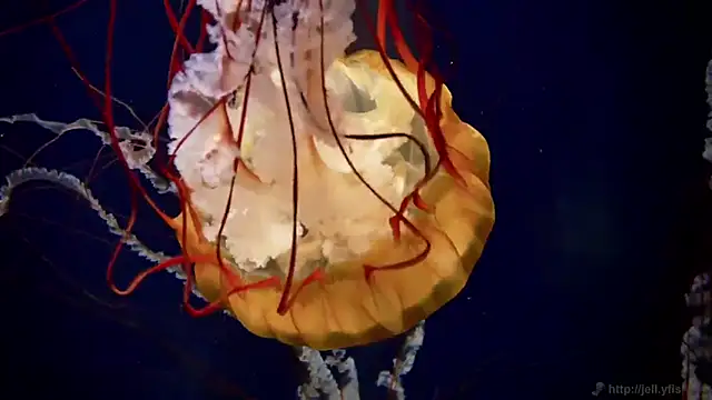 streamy test12 online show from 09-22-25, 06:03