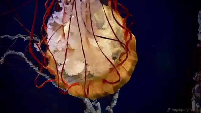 streamy test12 online show from 12-11-24, 08:15