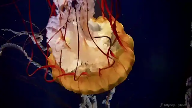 streamy test12 online show from 02-20-25, 08:17