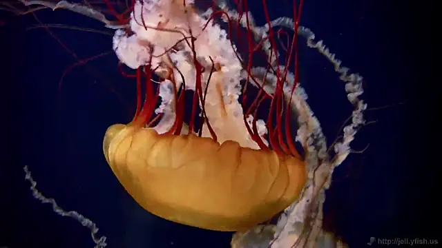 streamy test12 online show from 10-02-25, 09:56