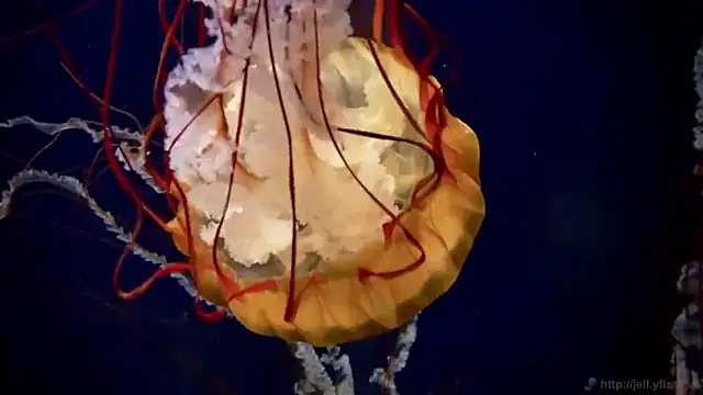 streamy test12 online show from 09-16-25, 04:30