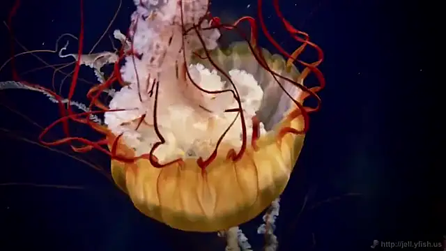 streamy test12 online show from 02-27-25, 08:13